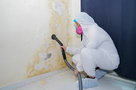  Redland, TX Mold Prevention & Removal Pros